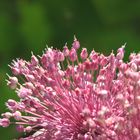 FLOWER OF A WILD GARLIC