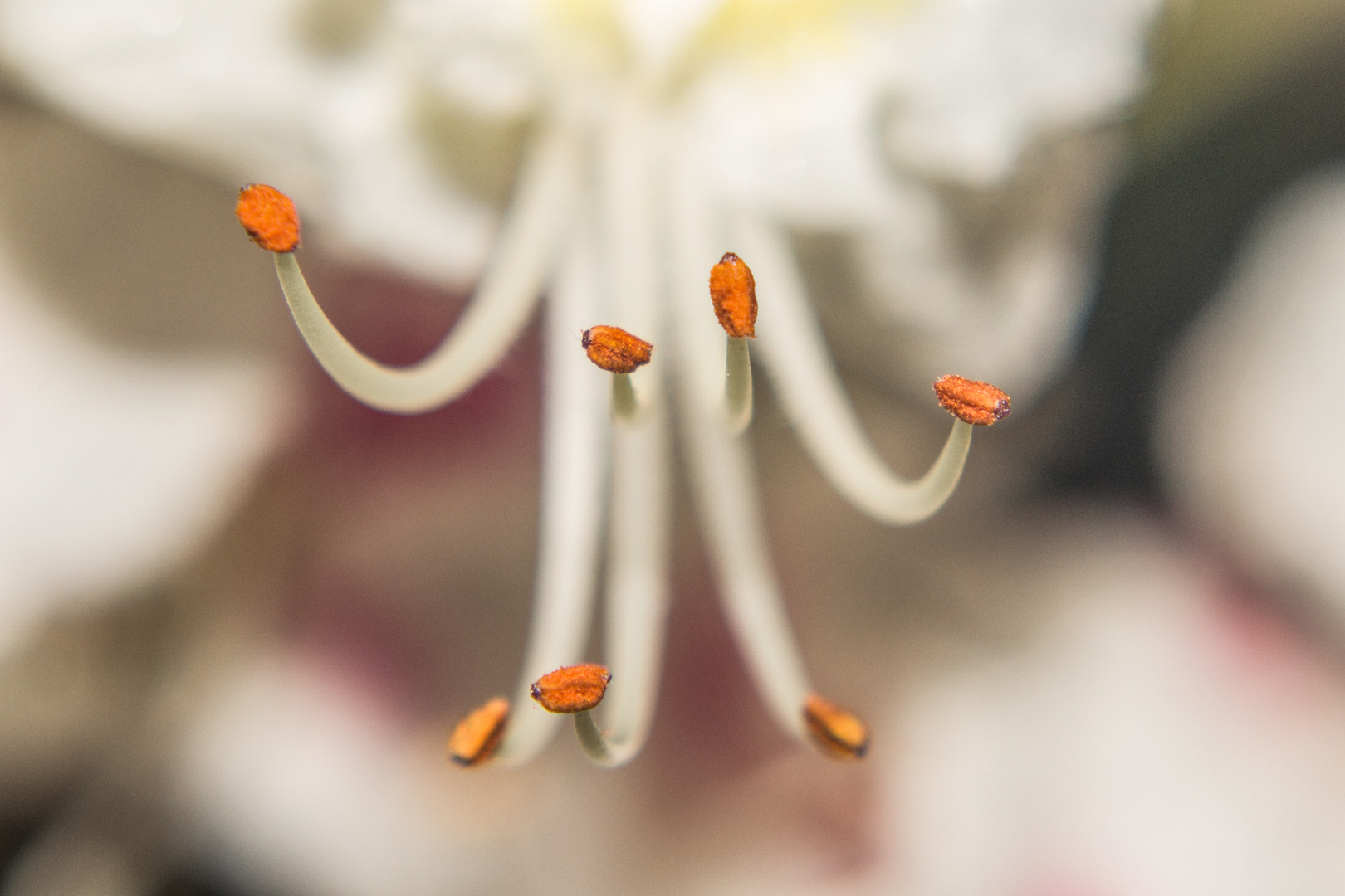 Flower of Aesculus hippocastanum