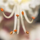 Flower of Aesculus hippocastanum