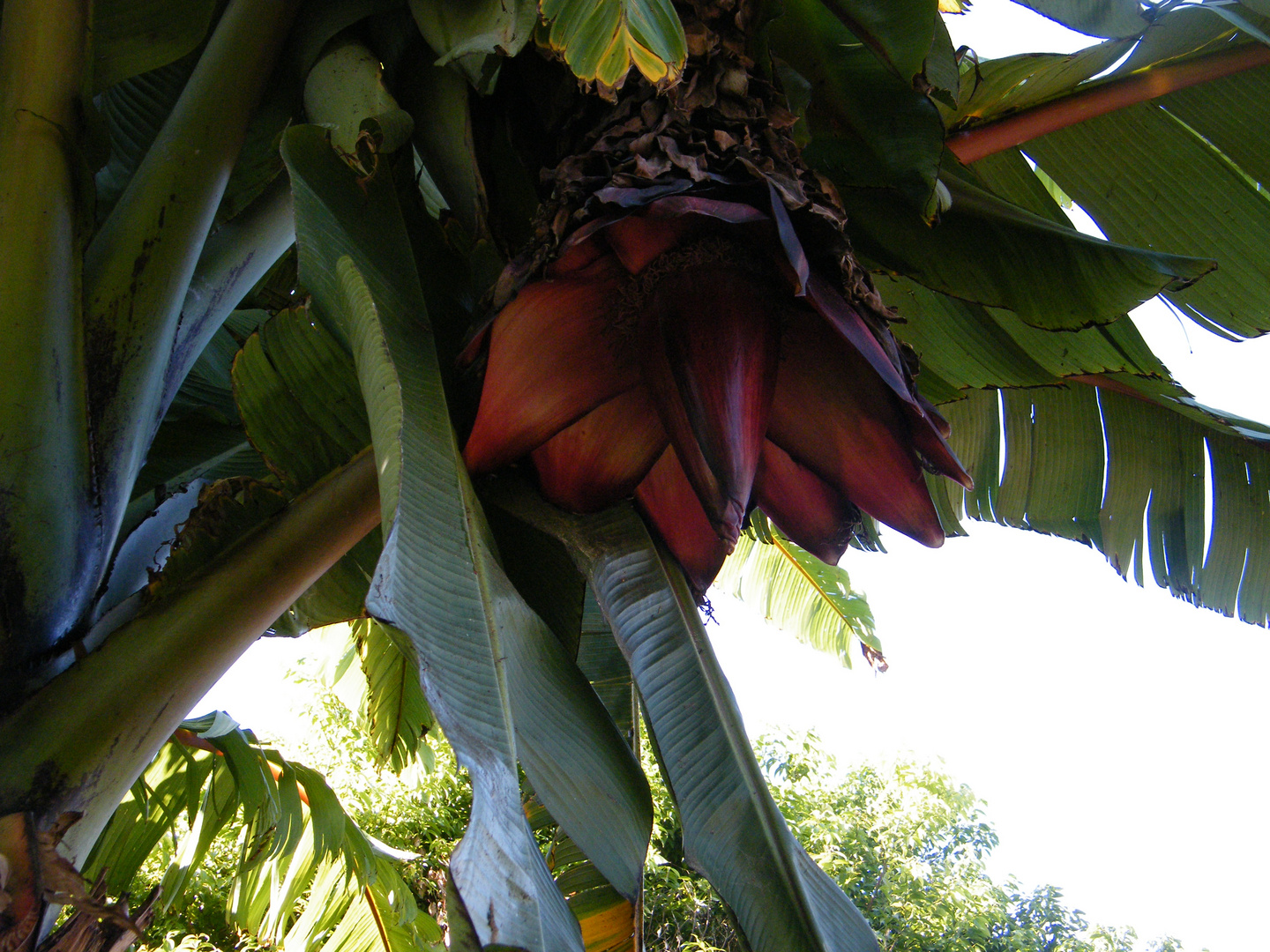 Flower of Banana Tree.