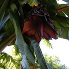 Flower of Banana Tree.