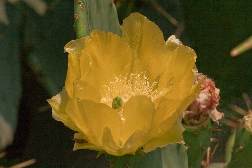 Flower of Cactus