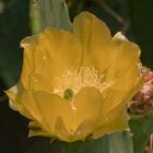 Flower of Cactus