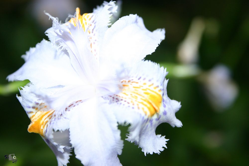 Flower of Madeira