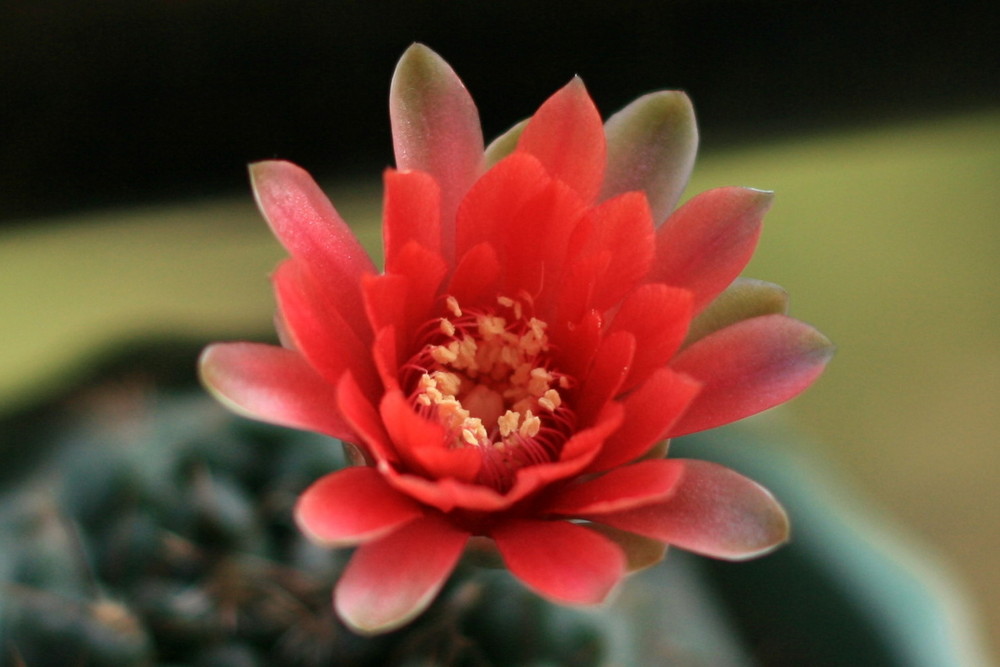 Flower of my Cactus