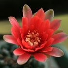 Flower of my Cactus