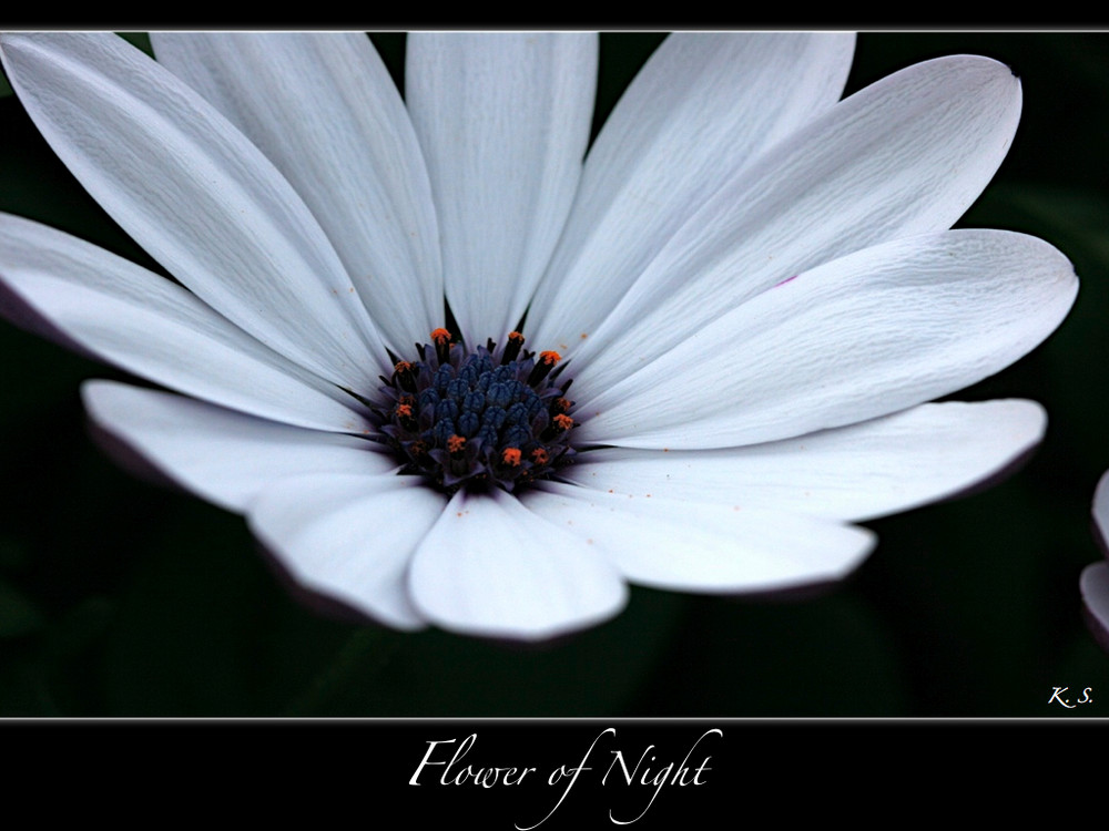 | Flower of Night |