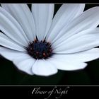 | Flower of Night |