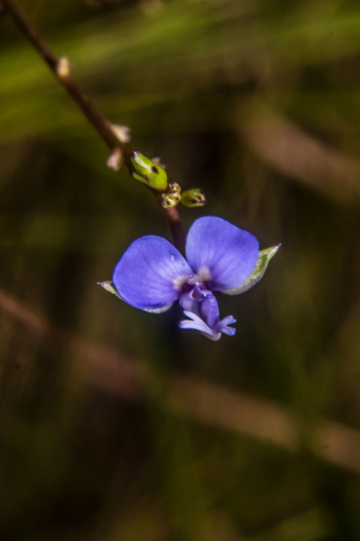 Flower of Polygala orbicularis