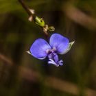 Flower of Polygala orbicularis