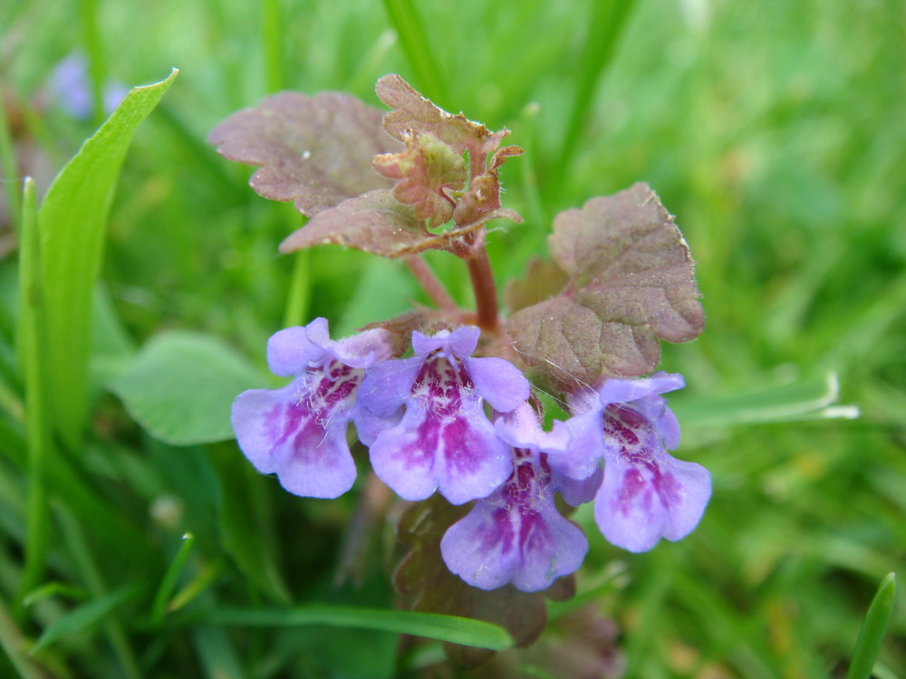 Flower of Pulmonaria obscura Dumort. (Borraginaceae Family)