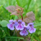 Flower of Pulmonaria obscura Dumort. (Borraginaceae Family)