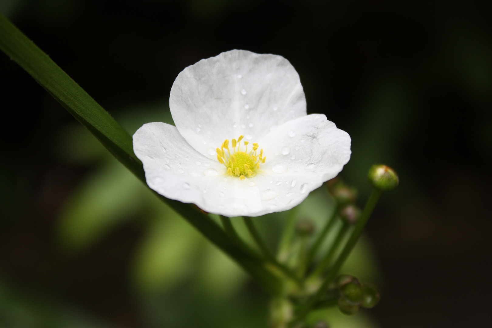 Flower of purity