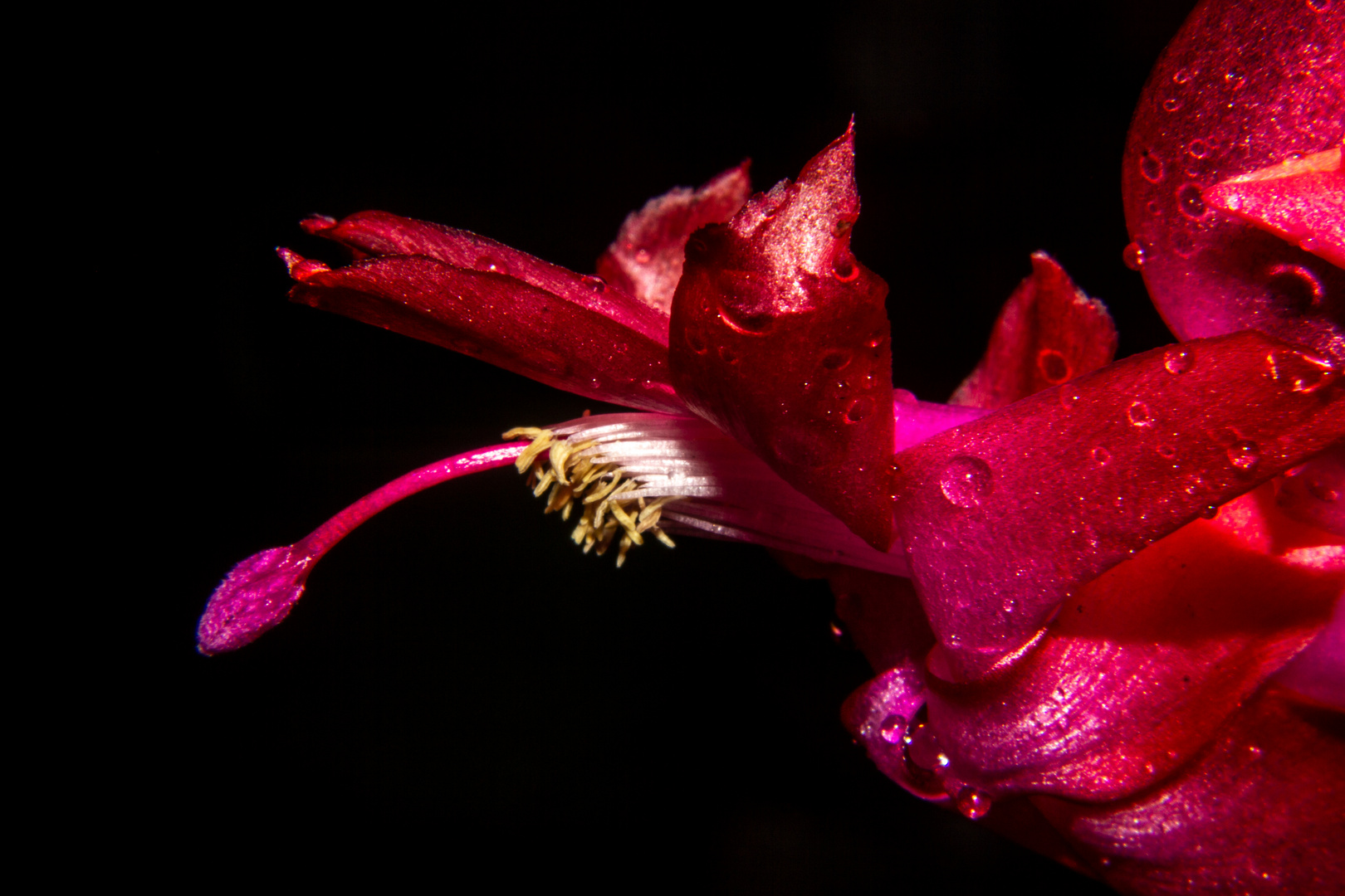 Flower of Schlumbergera hybride
