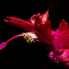 Flower of Schlumbergera hybride