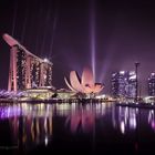 Flower of Singapore