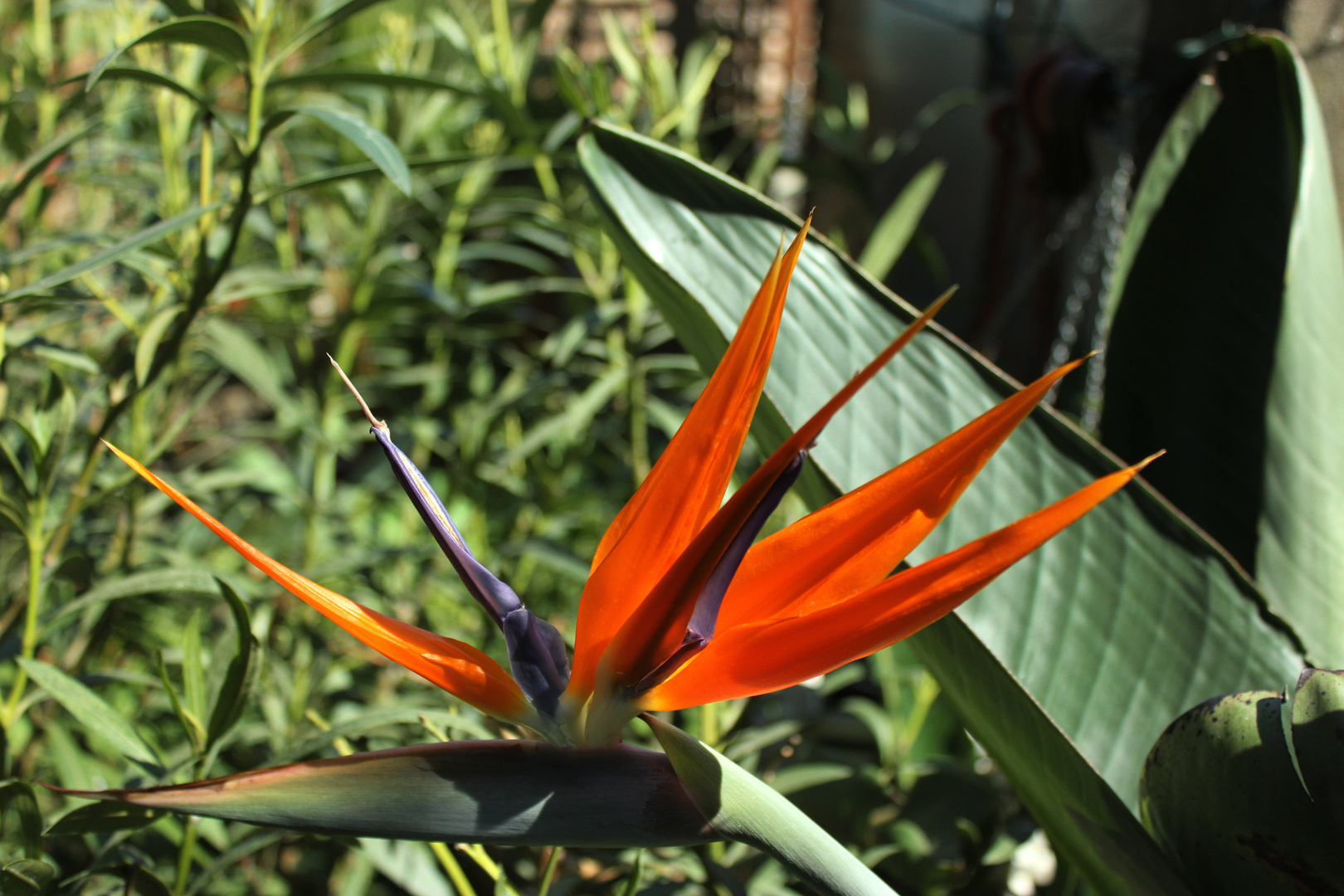 Flower of Strelitzia reginae