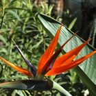 Flower of Strelitzia reginae