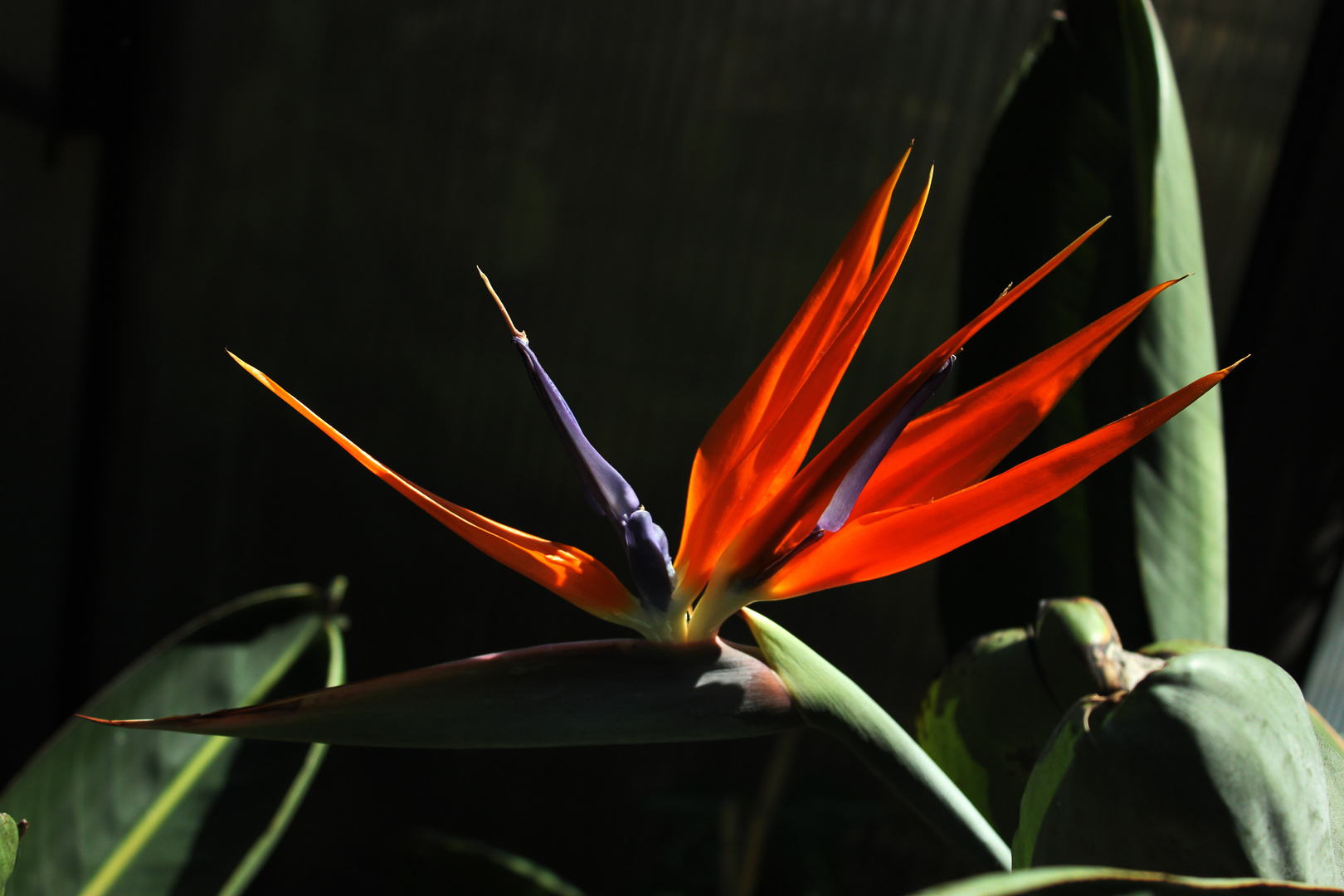 Flower of Strelitzia reginae II