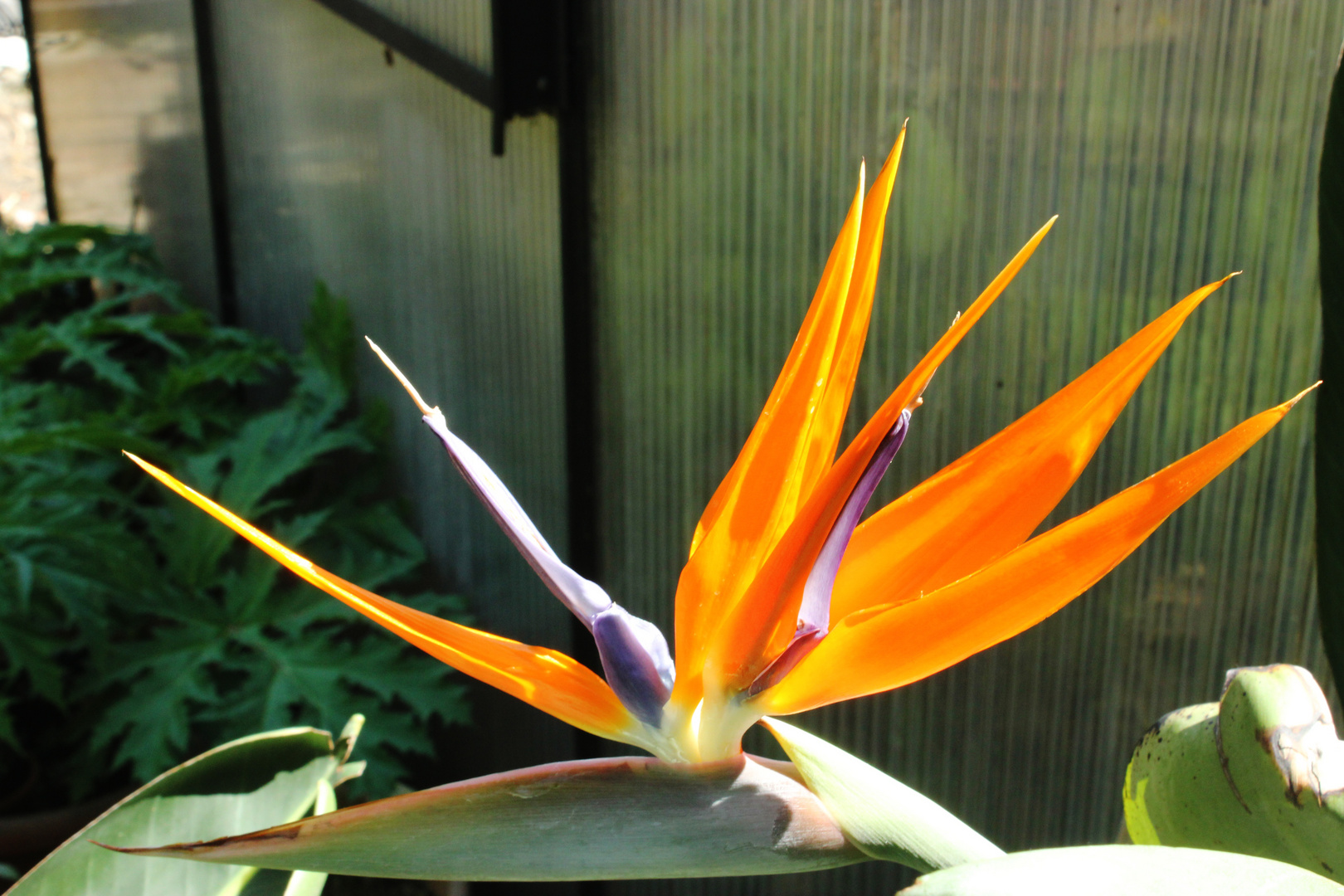 Flower of Strelitzia reginae III