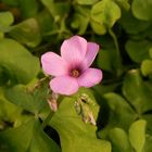 Flower of the heart-leafed clover