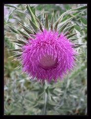 flower of the year