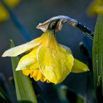 Flower of Wales