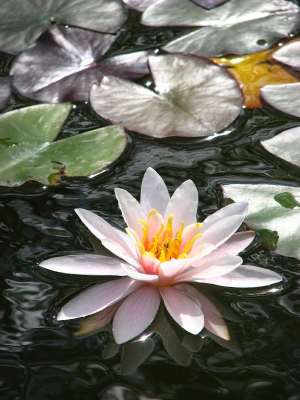 Flower on a lake