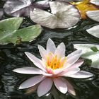 Flower on a lake