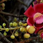 Flower on a tropical tree 02