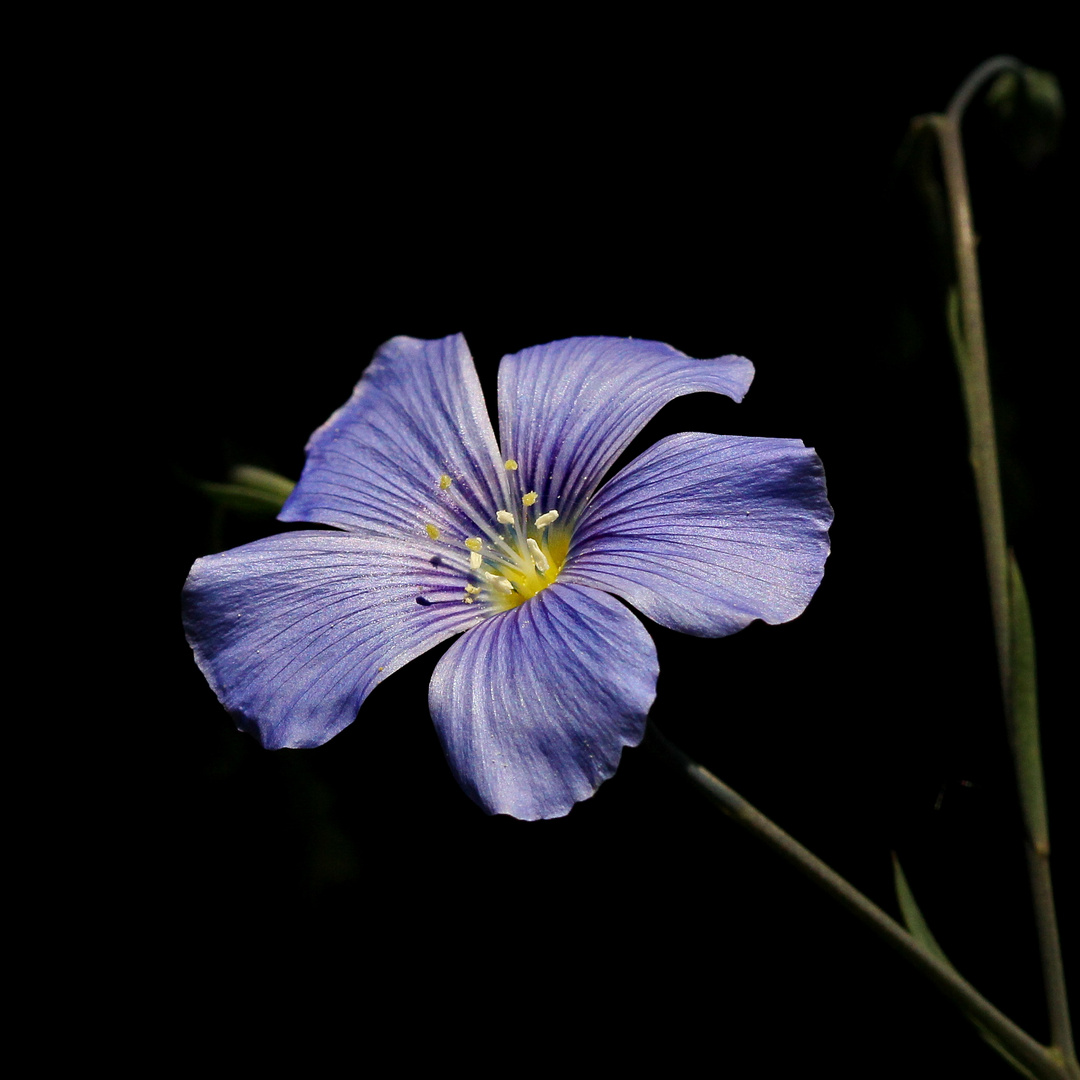 flower on black-3