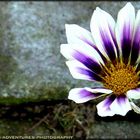 Flower On Brick