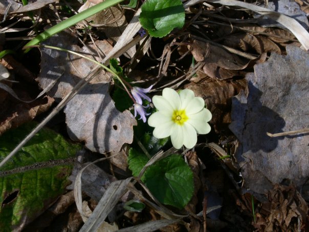 flower on Mountain Vodno, near Skopje, Macedonia