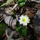 flower on Mountain Vodno, near Skopje, Macedonia