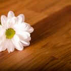 Flower on table