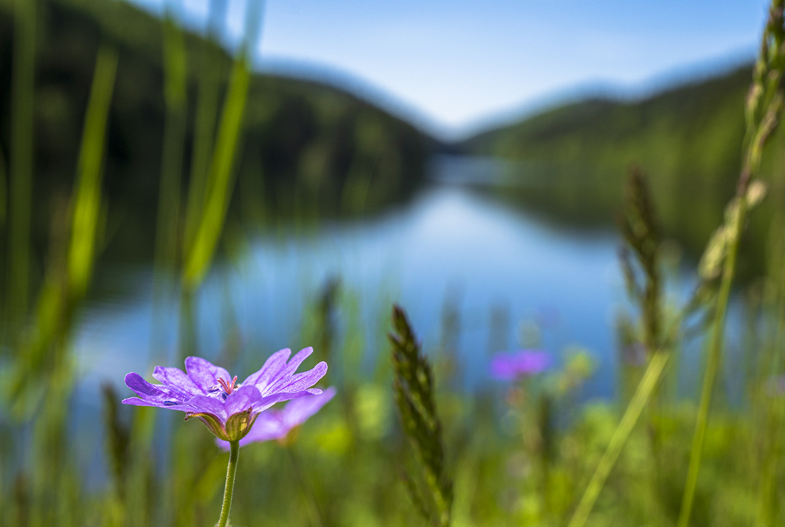 Flower on the dam.