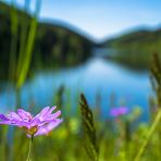 Flower on the dam.