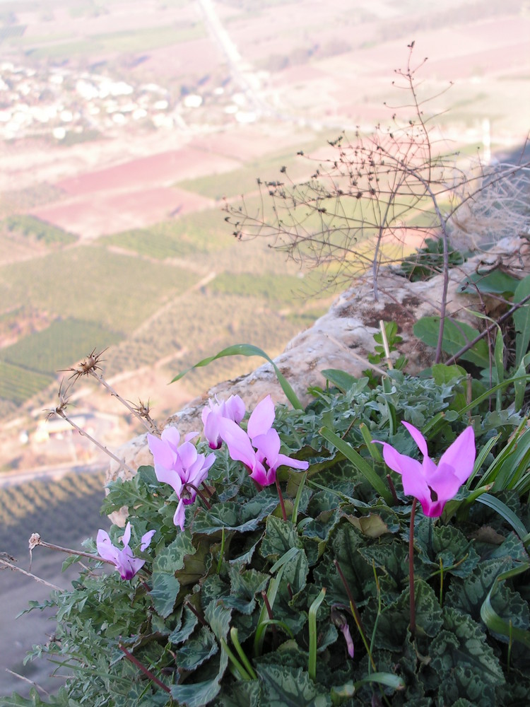flower on the hill
