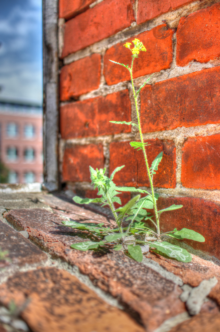 Flower on the house 2