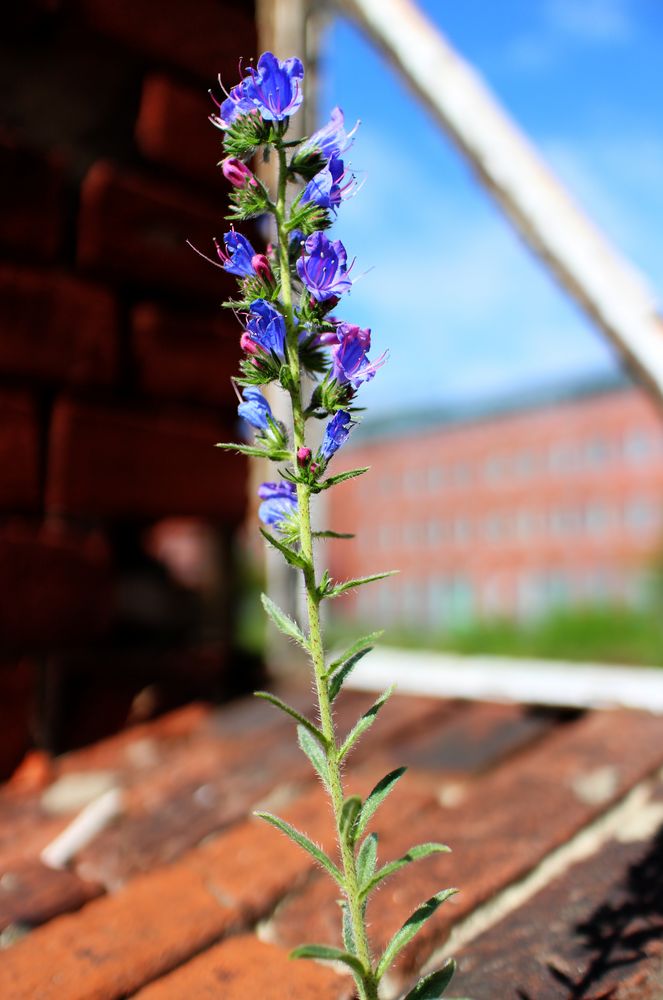 Flower on the house