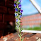 Flower on the house