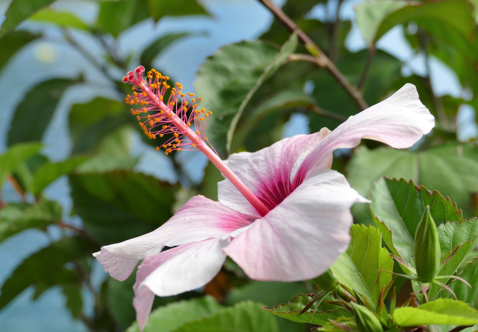 FLOWER ON THE LAKE