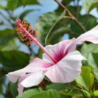 FLOWER ON THE LAKE