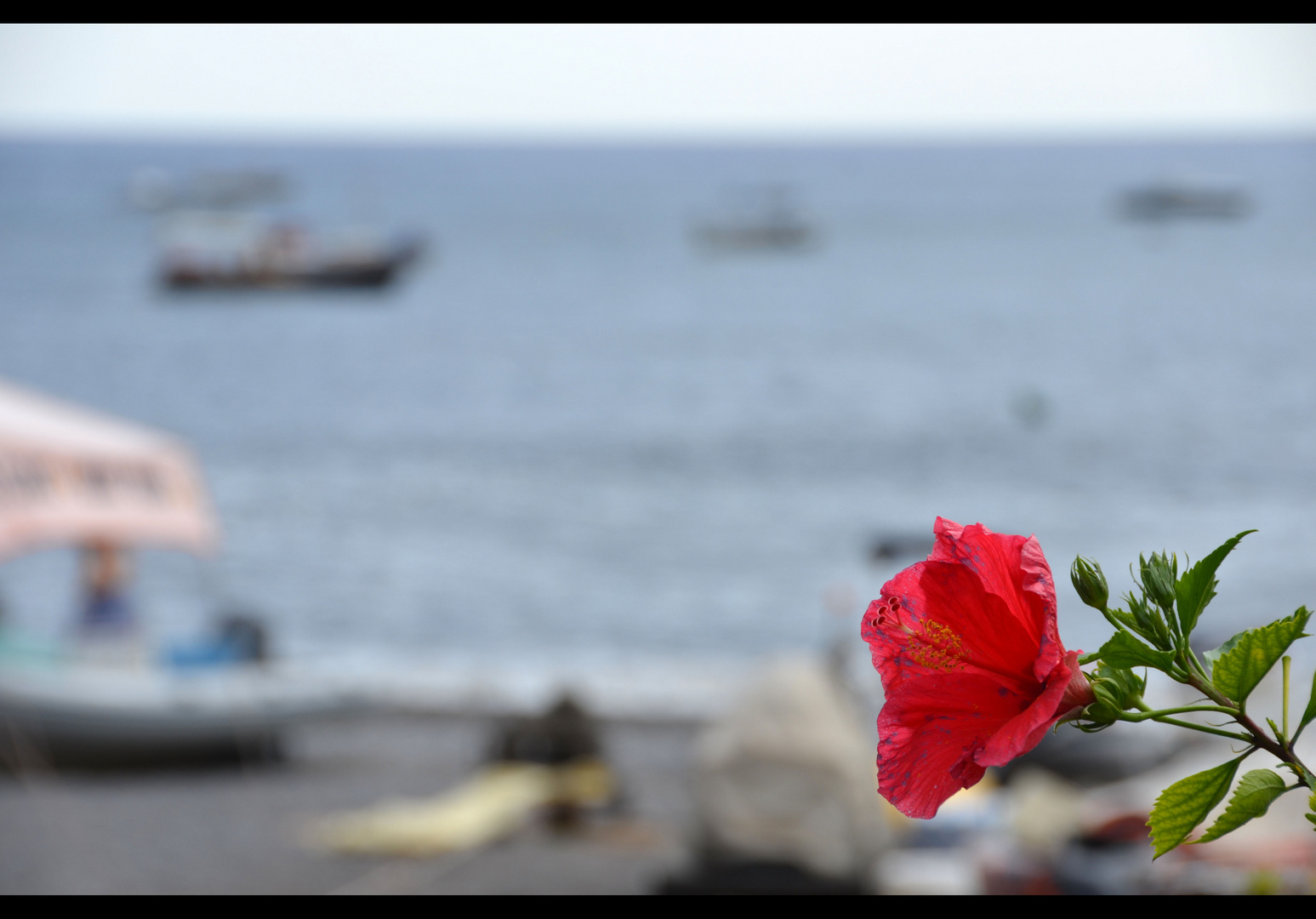 Flower on the Positano sea