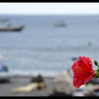 Flower on the Positano sea