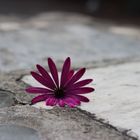 Flower on the rock