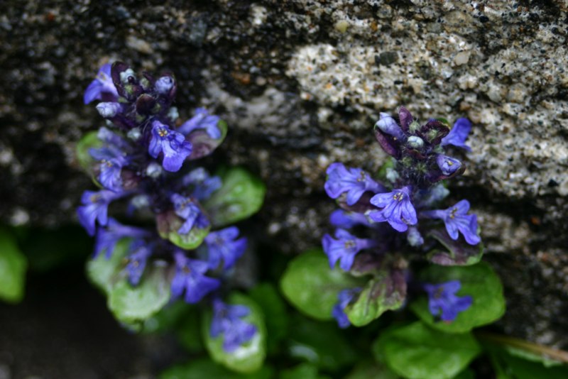 Flower on the rock