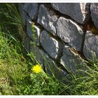 Flower on the wall