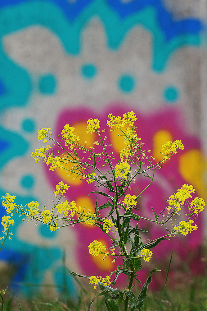 flower on the wall