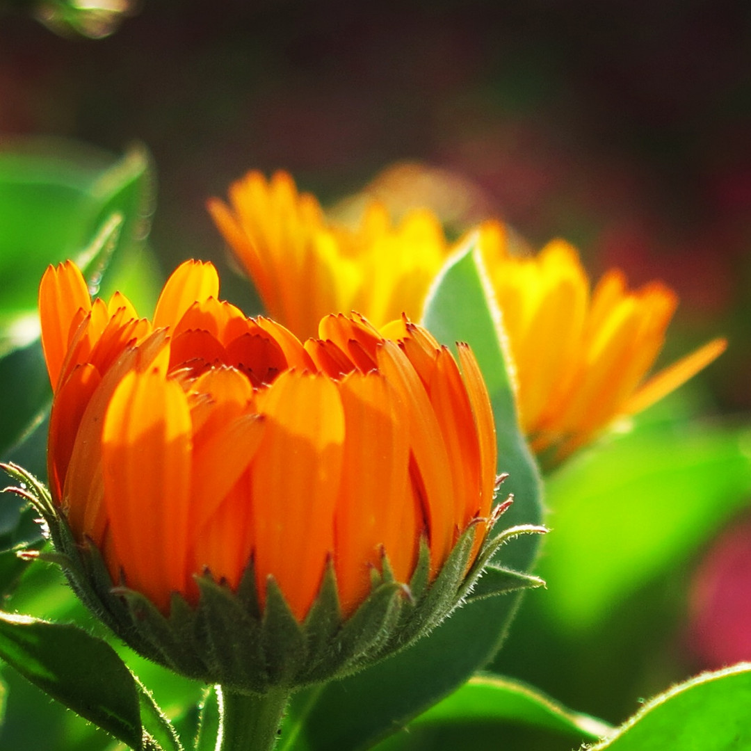 Flower orange 2